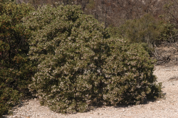 Ohlone manzanita (Arctostaphylos ohloneana). Lockheed Martin Santa Cruz Facility, Santa Cruz County, CA. Copyright © Brett Hall. 